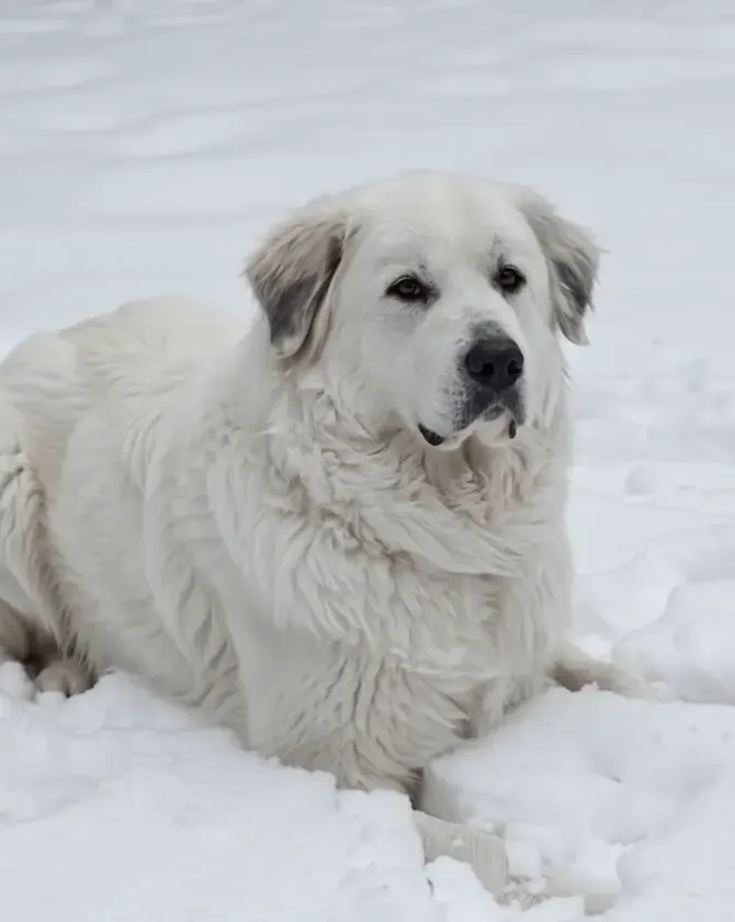 Schultz, a Great Pyrenees, lying in fresh snow