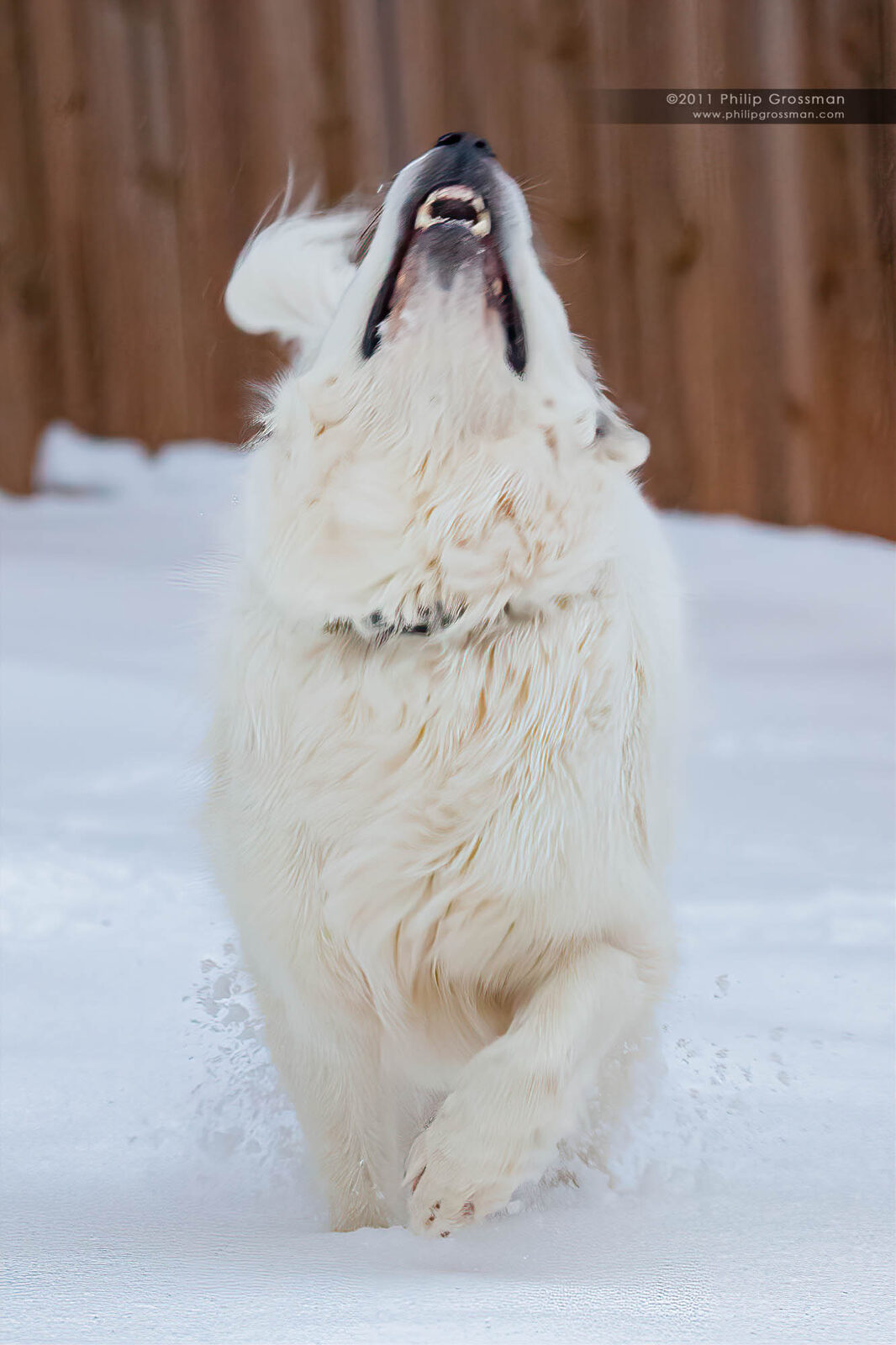 Schultz howling happily in the snow