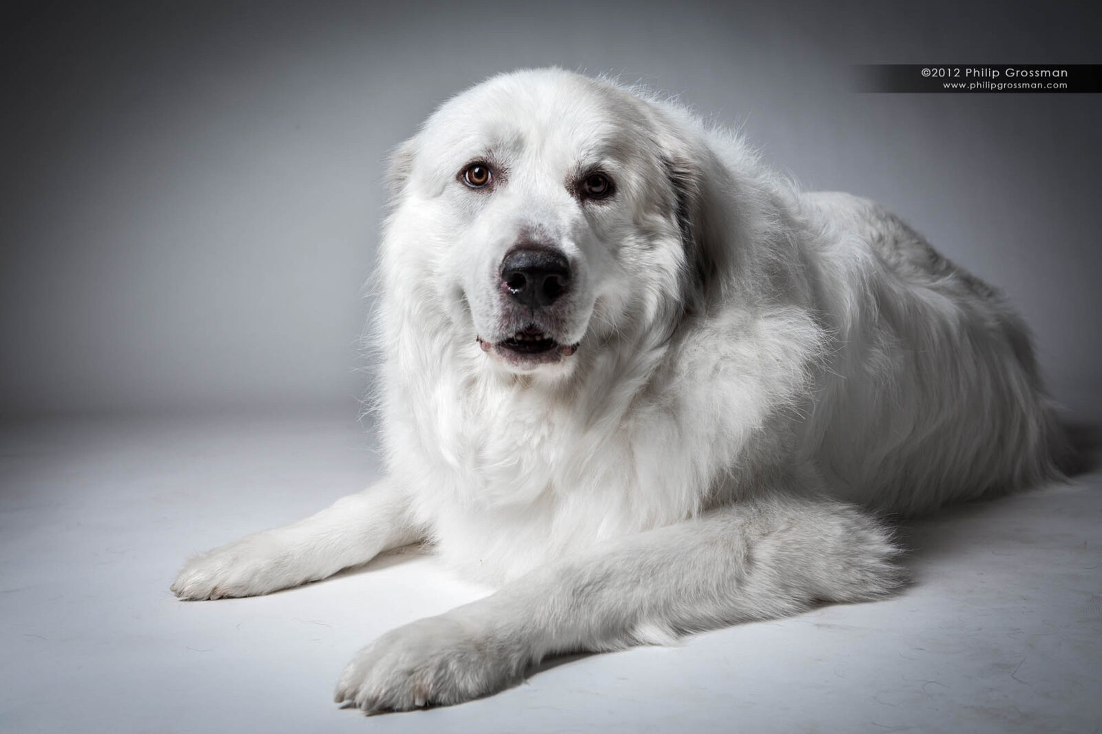Schultz lying calmly in a photo studio