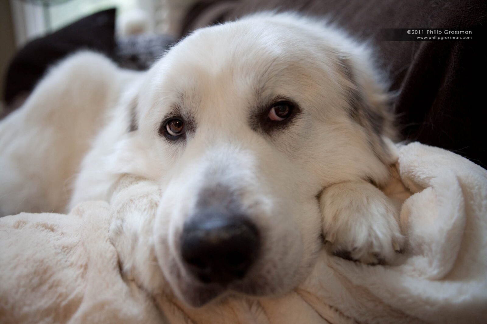 Schultz resting his chin, gazing at the camera