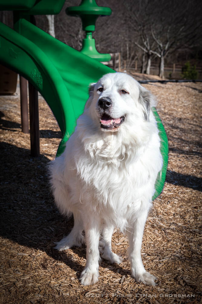Schultz sitting proudly in front of a playground slide