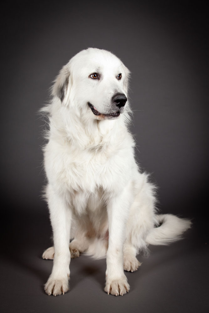 Studio portrait of Schultz sitting, looking off camera